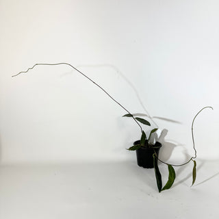 Hoya hypolasia [#2136]