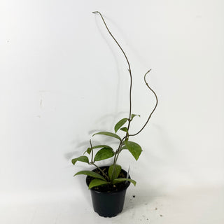 Hoya elmeri (splash) [#1599]