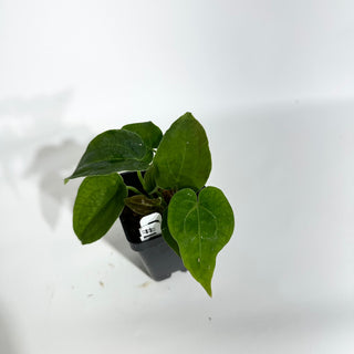 Anthurium 'Big Bertha' x 'Arnold Schwarzenegger' [#1797]