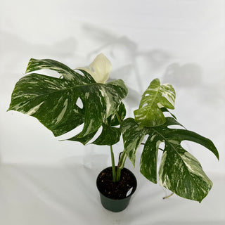 Monstera deliciosa var. borsigiana albo-variegata [#1311]