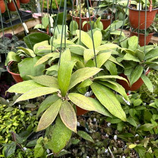 Hoya ranauensis