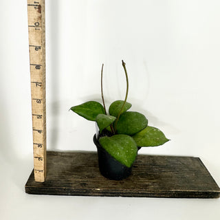 Hoya 'Priktai’ [#2353]