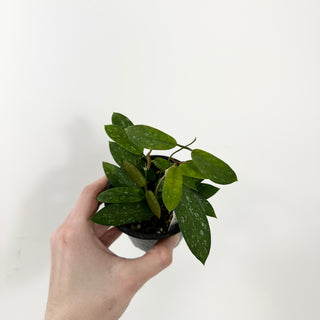 Hoya sungwookii [#1627]