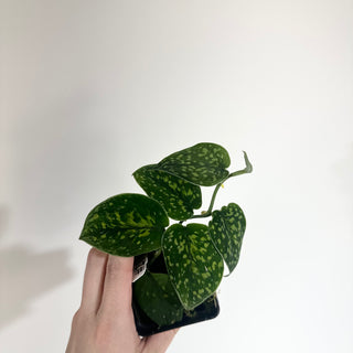 Scindapsus pictus "Green Form" (Hassk) [#2013]