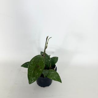 Hoya rundumensis (splash) [#2327]