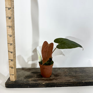 Anthurium 'Ace of Spades'/papillilaminum x self - Seedling [#1895]