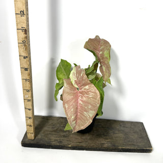 Syngonium podophyllum 'Pink Anya' [#2162]