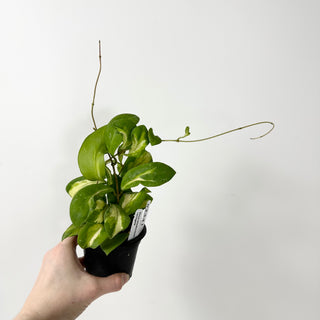 Hoya mindorensis variegata [#2341]