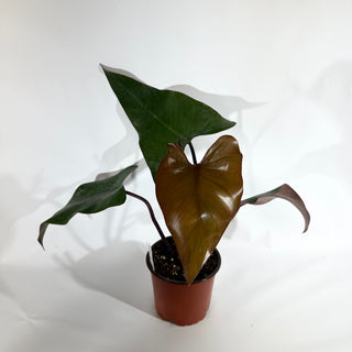 Philodendron 'Dark Lord' (Non-TC) [#1844]