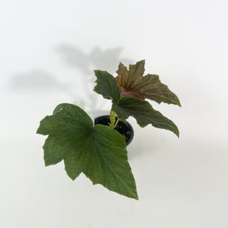 Begonia leathermaniae [#2125]