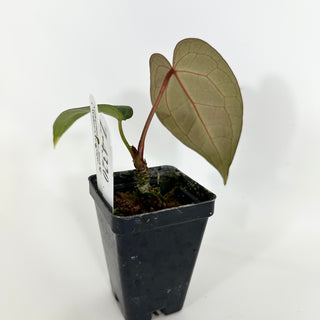 Z-4320 - Anthurium 'Doc Block F2' x 'Wuhoo's First Night'