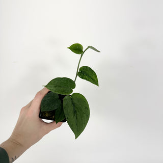 Z-5324 - Scindapsus pictus 'Green Army'