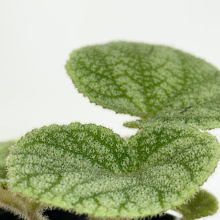 Begonia U702 [#2311]