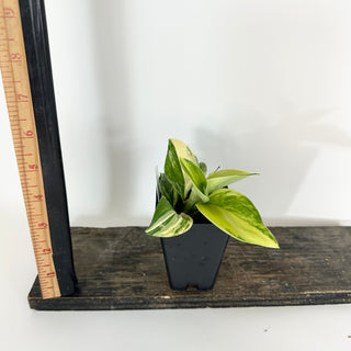 Z-5123 - Scindapsus pictus 'Rubicon'