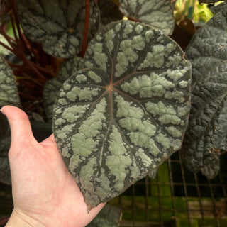 Begonia 'Steve's Leaves Frostbite'