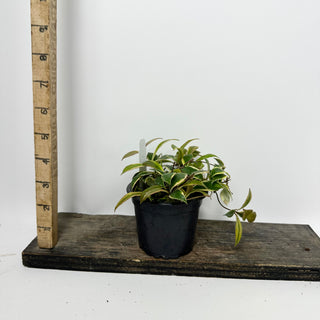 Hoya bakoensis (outer-variegated) [#2342]