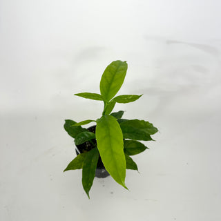 Hoya solokensis [#2358]