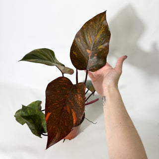 Philodendron 'Orange Princess' (Non-TC) [#1702]