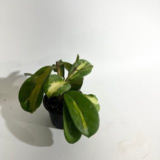 Hoya diversifolia (inner variegated) [#2002]
