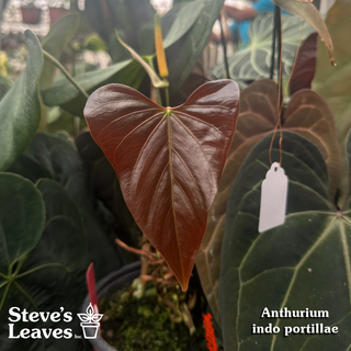 Anthurium 'Prince of Darkness' x indo portillae [#1785]
