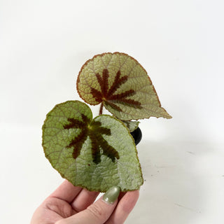 Begonia lanternaria [#2488]