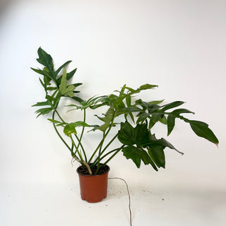 Philodendron ‘Steve’s Leaves Chainsaw’ [#2431]