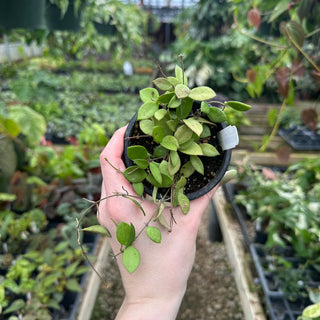 Hoya bakoensis