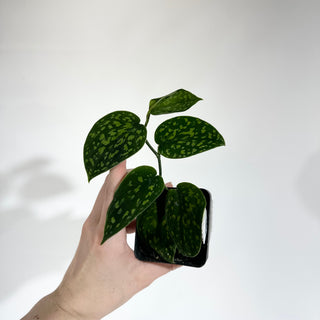 Z-4935 - Scindapsus pictus "Green Form" (Hassk)