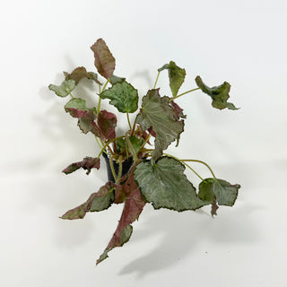 Begonia 'Madhatter' [#2090]