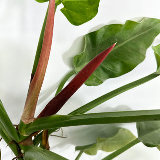 Philodendron 'Little Phil' (Non-TC) - XL [#1424]