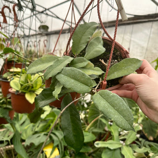 Hoya ischnopus