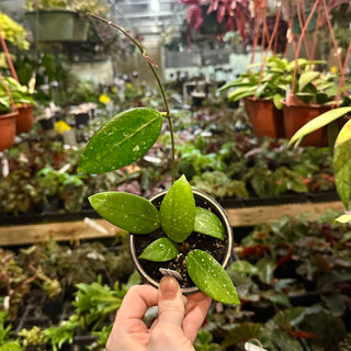 Hoya sp. Lai Chau (long leaf, splash)