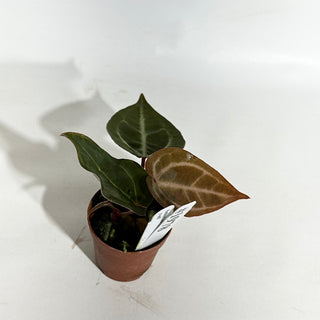 Anthurium 'Contessa' x self - Seedling [#1978]