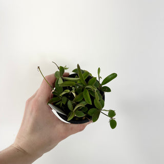 Hoya parviflora [#1805]