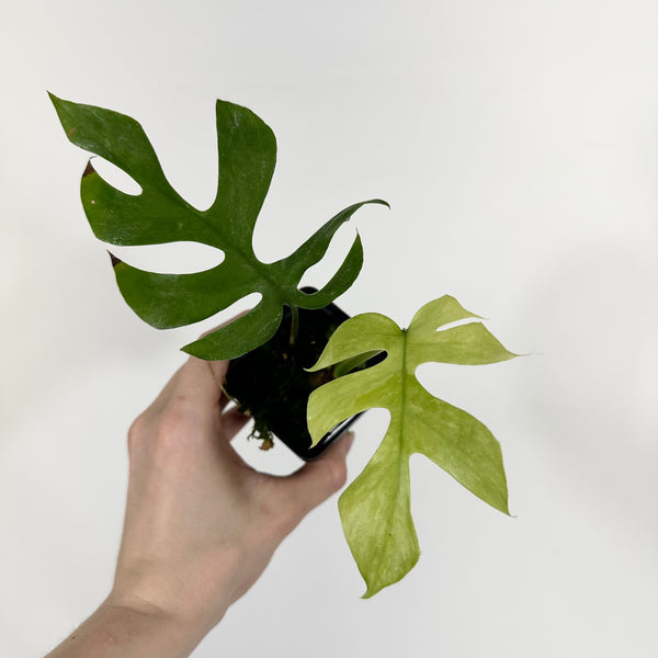 【現物】Rhaphidophora tetrasperma MIGMA Rhaphidophora tetrasperma migma variegated – Aroid Market