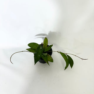 Hoya ruthiae [#1668]