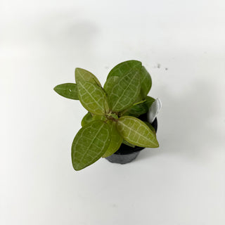 Hoya elliptica [#1808]