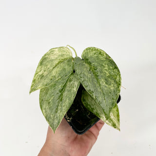 Z-4739 - Scindapsus pictus 'Peasun'