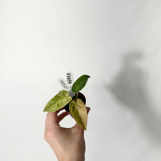 Anthurium 'Arnold Schwarzenegger' x 'Chuck Norris' - Seedling [#1659]