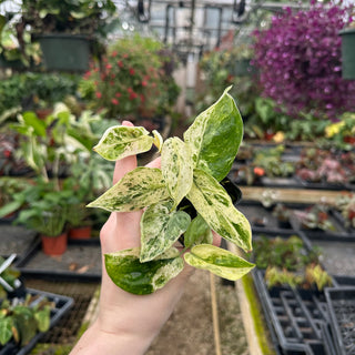Scindapsus 'Jade Satin' albo-variegata