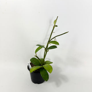 Hoya liangii [#1692]