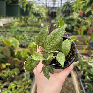 Hoya sp. MA-20