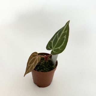 Anthurium SKG red crystallinum x self - Seedling [#1474]