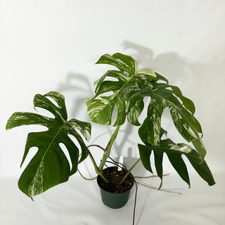 Monstera deliciosa var. borsigiana albo-variegata [#1683]