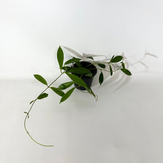 Hoya stoneana [#2141]