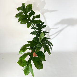 Philodendron distantilobum (Non-TC) - 5.5" Pot [#2036]