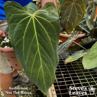 Anthurium 'Not The Mama' x self - 2 Seedlings [#1340]