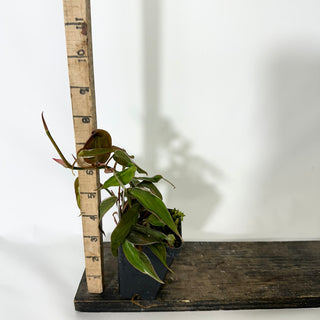Z-4778 - Philodendron hederaceum ‘Micans Halo’