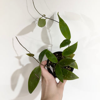 Hoya minahassae