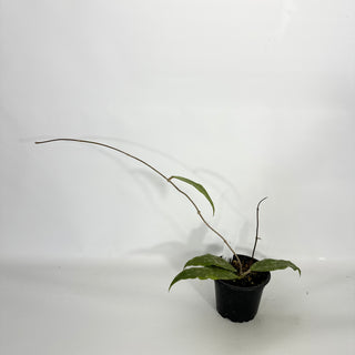 Z-4615 - Hoya finlaysonii ‘Trang’
